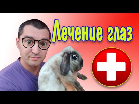 Видео: Чем лечить глаза кролика: слезятся, гноятся и опухли глаза