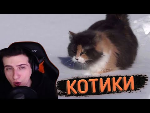 Видео: HELLYEAHPLAY СМОТРИТ НА МИЛЕНЬКИХ КОТИКОВ