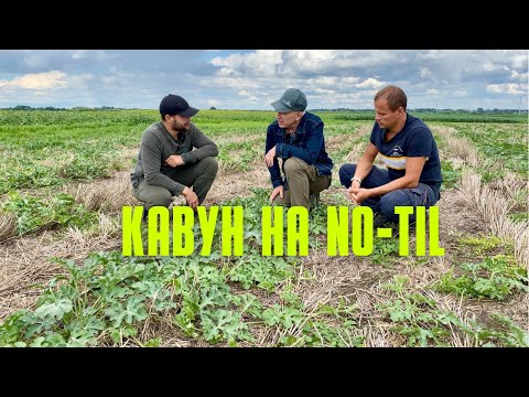 Видео: Вирощування кавуна по технології No-till