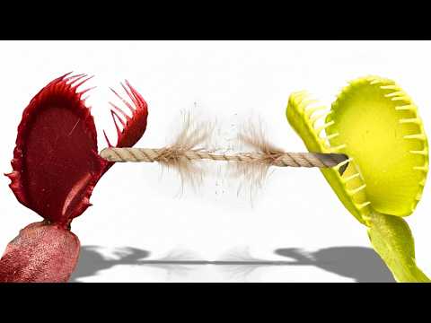 Видео: Перетягивание каната с помощью венериной мухоловки