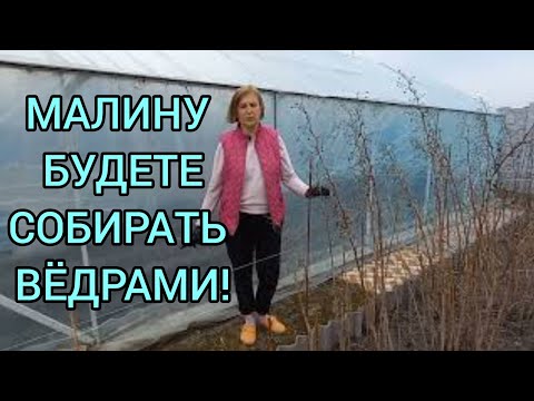 Видео: СДЕЛАЙТЕ ЭТО и МАЛИНА ЗАВАЛИТ ВАС УРОЖАЕМ!#подкормка#удобрениемалины#обрезкамалины#уходзамалиной