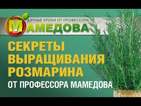 Видео: СЕКРЕТЫ выращивания РОЗМАРИНА от профессора Мамедова