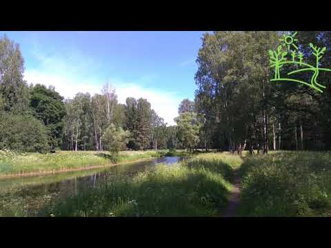 Видео: Пение птиц для души