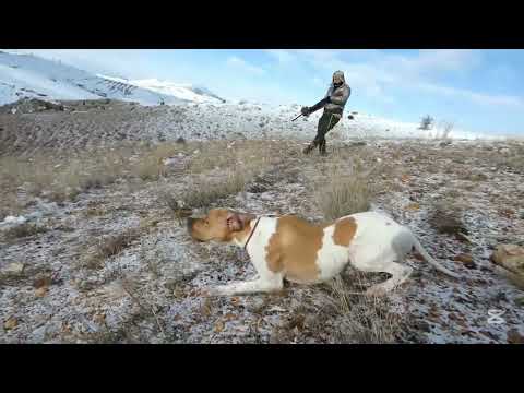 Видео: 2024/2025 Keklik avı(2), chasse a la pedrix , partridge hunt , مطاردة الحجل, охота на куропатку