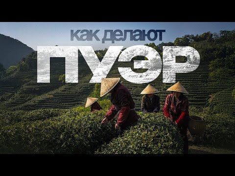 Видео: Что СКРЫВАЮТ китайские чайные фабрики? Обзор фабрики Хай Вань [чай пуэр]