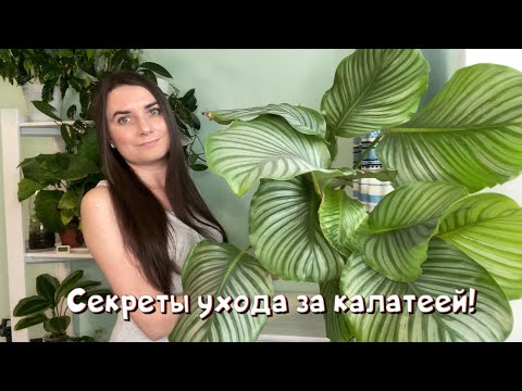 Видео: Секреты ухода за калатеей! Как вырастить гиганта!