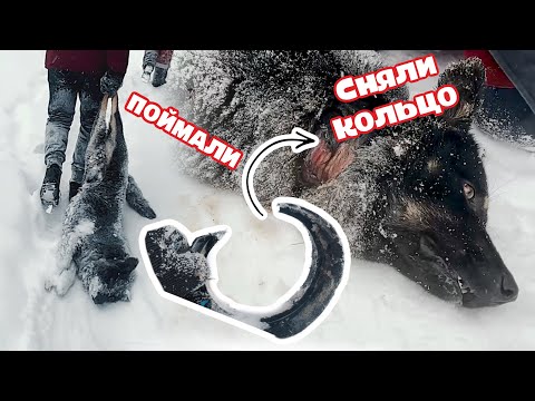 Видео: Собака с КОЛЬЦОМ на шее мучилась всю жизнь. Ловим, выстрелив шприцом.