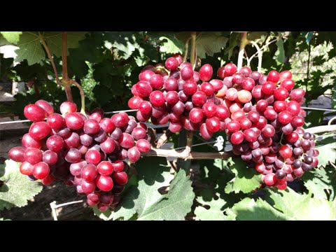 Видео: ТОП СВЕРХ-РАННИХ И РАННИХ СОРТОВ ВИНОГРАДА 2024! 🍇🍇🍇ЧАСТЬ 3! WhatsApp и Viber +79528500417.