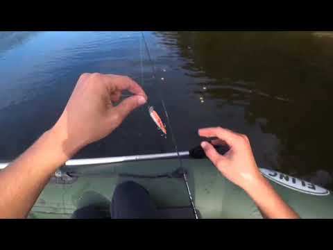 Видео: Щука на воблер 67 мм: отчёт с р. Молога #молога #щука #воблернащуку #musurok #shorts