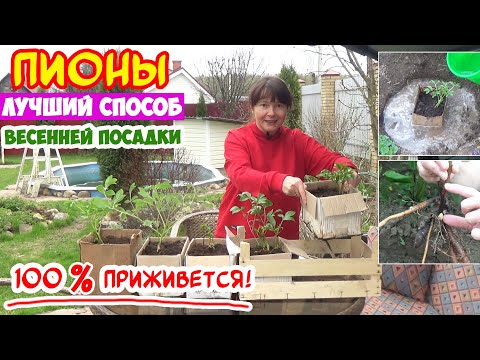 Видео: Посадка ПИОНА ВЕСНОЙ - так вы точно не сажали! + 10 вопросов о посадке пиона в грунт.