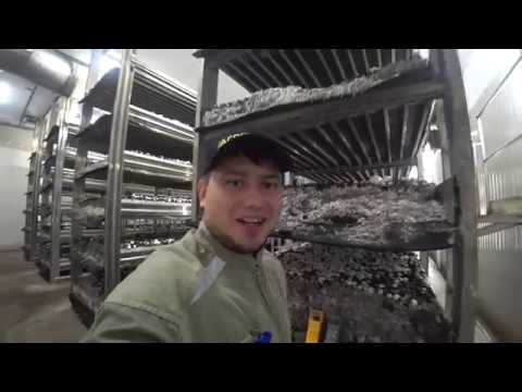 Видео: Измеряем СO2 в камере. Выращивание шампиньонов