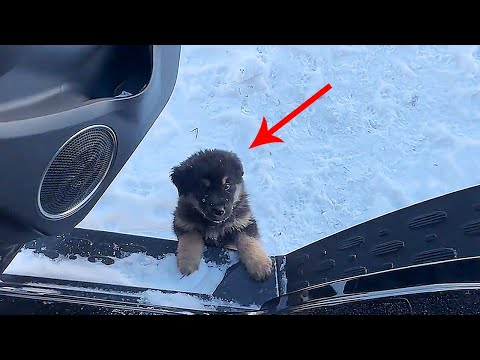 Видео: «Пойдем со мной!Ты замерзнешь здесь» При -40°Cдве сестры путешествии нашли двух монгольских мастифов
