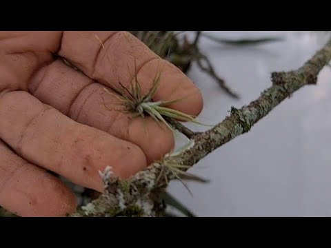 Видео: Красивая идея с кокосовым орехом для Тилассии - Линда Идея Tielandia в Coco Casca