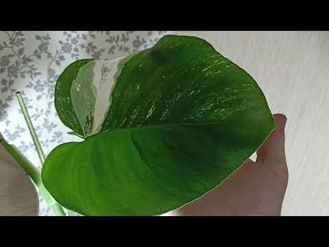 Видео: Излишки Почтой 