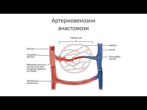 Видео: Устройство на стената на кръвоносните съдове. Артериовенозни анастомози (5:52) ┃teoriyata.com