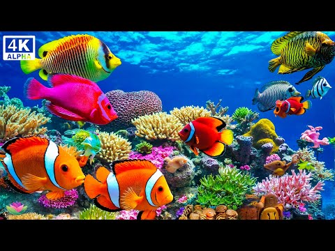 Видео: Красивая расслабляющая музыка 🌊 Спокойствие океана и исцеление души #2