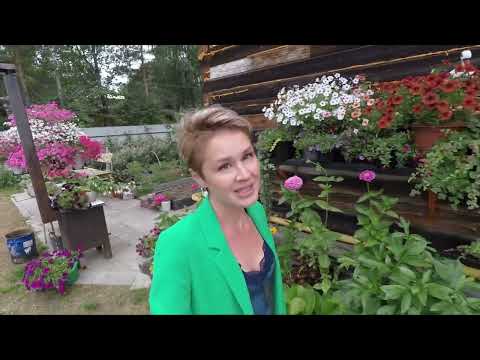 Видео: СПАСАЮ АЛИССУМ ОТ НАПАДЕНИЯ ВРЕДИТЕЛЕЙ.