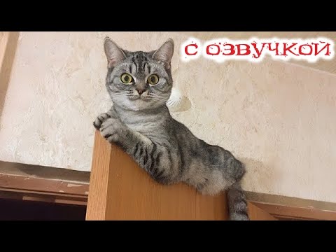Видео: Приколы с котами! С ОЗВУЧКОЙ! СМЕШНЫЕ КОТЫ 2025! Самые смешные животные - Я РЖАЛ ДО СЛЕЗ!