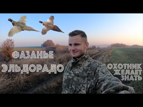 Видео: УДАЧНАЯ ОХОТА НА ФАЗАНА. ОЧЕНЬ МНОГО ФАЗАНА. ПОДЪЁМ ЗА ПОДЪЁМОМ. 4K