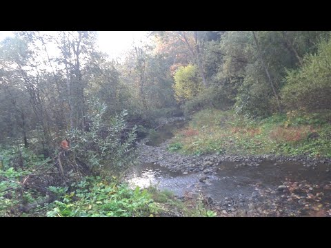 Видео: Вечірня риболовля на лісовій річечці