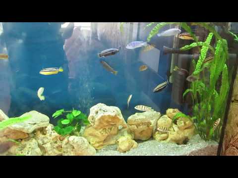 Видео: Аквариум с цихлидами Малави 5 мес. спустя.