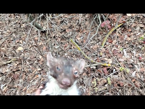 Видео: Охота капканами, на куницу норку и т.д..