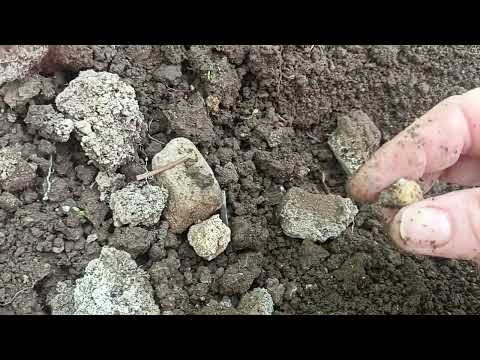 Видео: Горох в теплице на 9.02.2025