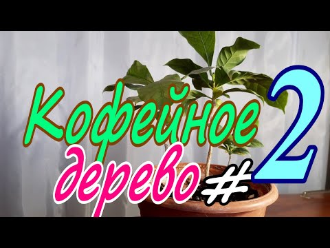 Видео: Кофейное дерево в горшке/Cofféa arábica.#2 Апрель 2025