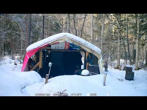 Видео: Медведь на зимовье 2