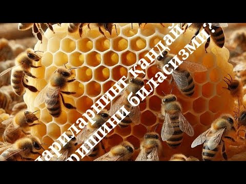 Видео: Асалариларнинг қандай инлар қура олишини биласизми
