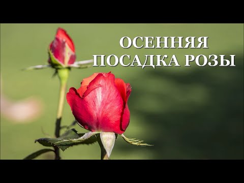 Видео: Осенняя посадка роз. 2 часть. Детальная посадка. Питомник 🌹 и 🌲 Е. Иващенко