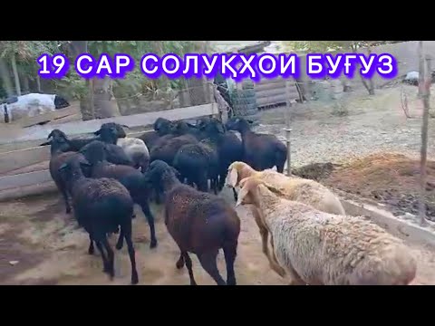 Видео: 19  сар солуқҳои Ҳисории буғуз. Номер 930085533 ватсап✅918147507 дасти✅.