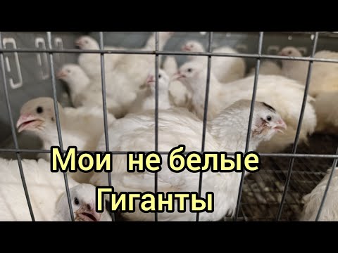 Видео: Вес моих перепелов в 30 дней. 