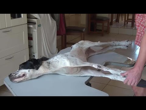 Видео: От «Застывшего в страхе» до «Идущего в любви»: чудесное возвращение Микки к жизни ❤️