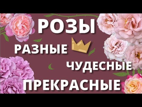 Видео: ПОЛЕТЕЛИ В РОЗОВЫЙ РАЙ! Обнимашки с розами.4 июля 2024 г.