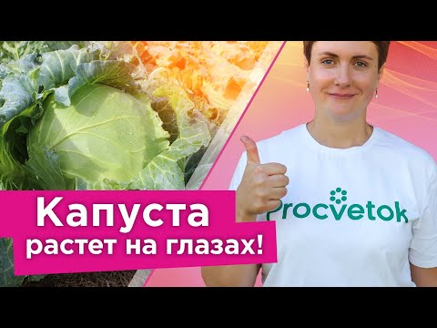 Видео: ВСЕГДА КОРМЛЮ ТАК КАПУСТУ В АВГУСТЕ, и она завязывает плотные, сочные и крупные кочаны
