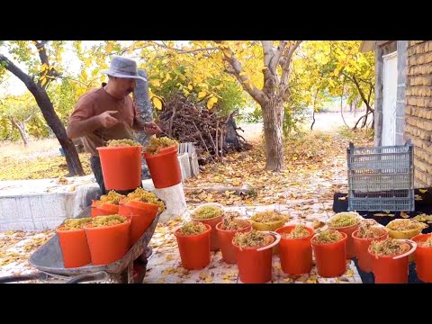 Видео: Спокойствие деревни и радость сбора последнего урожая.