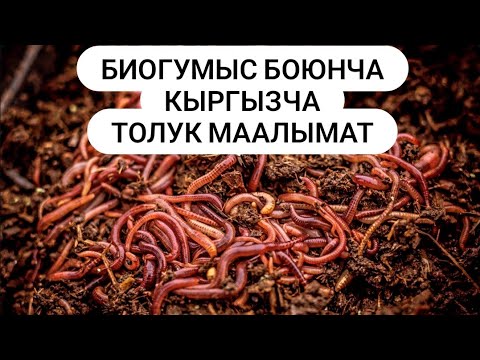 Видео: #Биогумыс #Био #Аксы #жалалабад