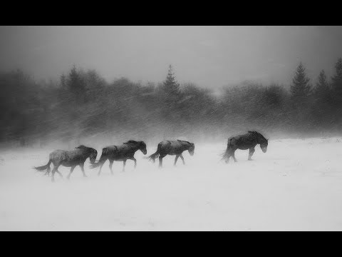 Видео: В сърцето на зимата - Черно бяла конверсия в Adobe Photoshop