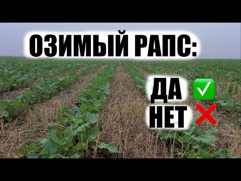 Видео: Озимый рапс. Почему с ним так сложно. Что я сделал не так?