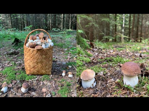 Видео: СКАЗОЧНЫЕ ПОЛЯНЫ БЕЛЫХ ГРИБОВ! БЕЛАРУСЬ!
