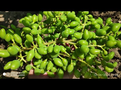 Видео: Нормировка винограда гроздями, как помочь винограду с опылением и другие секреты виноградарей