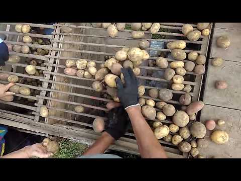 Видео: Картофелесортировка. Простенькая, но эффективная   .