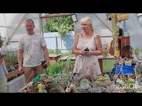 Видео: Коллекция суккулентов Петра Лапшина.