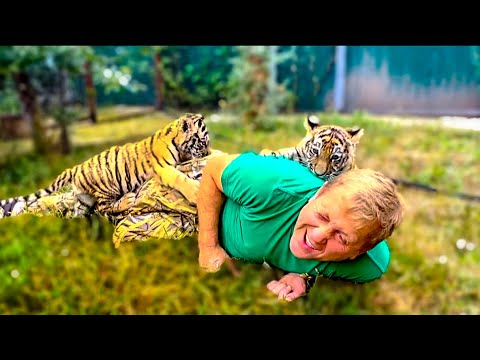 Видео: Вот вам и МАЛЕНЬКИЕ ТИГРЯТА, а напали на Олега Зубкова как огромные хищники!