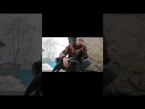 Видео: Ягдтерьер Турбо.Подведение итогов.Возраст 4 года.