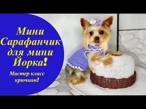 Видео: Crochet sarafan for Yorkie | Кофта (сарафан) для Йорка крючком (схема), Мастер класс по вязанию