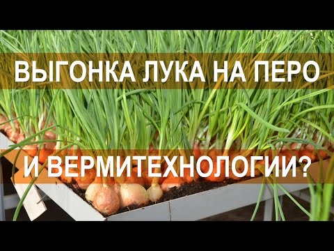 Видео: Выгонка лука на перо и вермитехнологии несовместимы - агроном-вермитехнолог Погорелов В.Г.