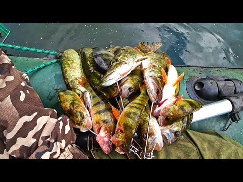 Видео: РЫБА СОВСЕМ ОДУРЕЛА! КУКАН ЗАБИТ. КЛЁВ КАК В СКАЗКЕ! Рыбалка на спиннинг 2023.