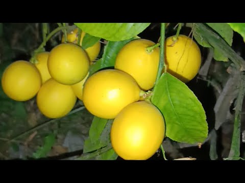 Видео: Лимон хакида малумот долзарб тулик куринг ❤️